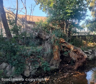 Viterbo - Crolla albero a pratogiardino Lucio Battisti