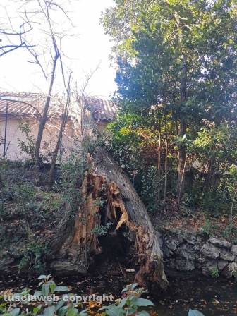 Viterbo - Crolla albero a pratogiardino Lucio Battisti
