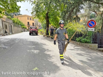 Albero caduto a San Martino