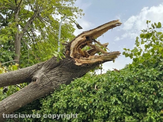 Albero caduto a San Martino