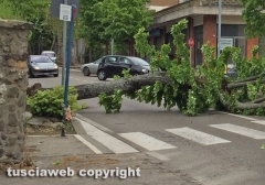 Viterbo - Albero crolla in viale Trieste