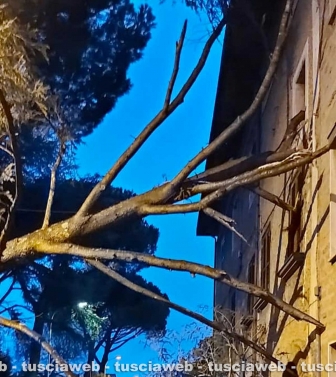 Vetralla - Crolla un grande albero e va sbattere su una casa