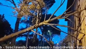 Vetralla - Crolla un grande albero e va sbattere su una casa