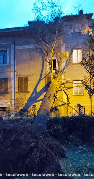 Vetralla - Crolla un grande albero e va sbattere su una casa