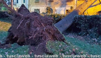 Vetralla - Crolla un grande albero e va sbattere su una casa