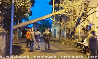 Vetralla - Crolla un grande albero e va sbattere su una casa