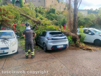 Viterbo - Albero si spezza e travolge due auto