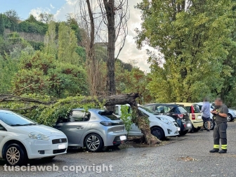 Viterbo - Albero si spezza e travolge due auto