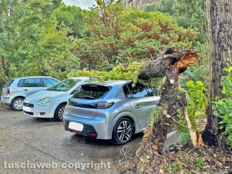 Viterbo - Albero si spezza e travolge due auto