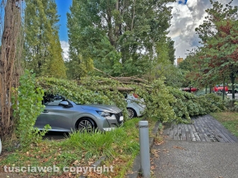 Viterbo - Albero si spezza e travolge due auto