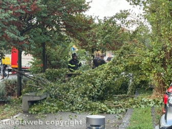 Viterbo - Albero si spezza e travolge due auto - Pompieri in azione