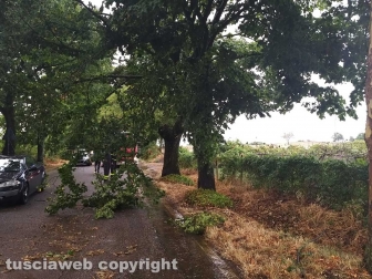 Montefiascone - Albero spezzato sulla Verentana