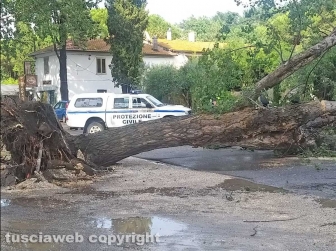 Montefiascone - Albero sradicato sul lungolago