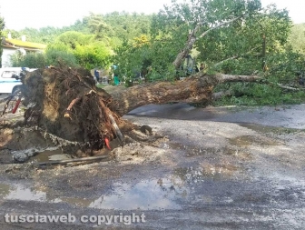 Montefiascone - Albero sradicato sul lungolago