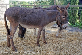 Alla corte di Alfonso de' Lagnis