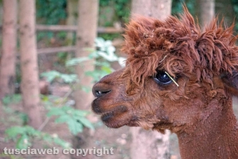 Alla corte di Alfonso de' Lagnis