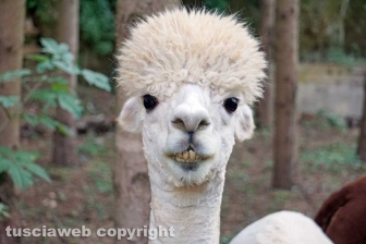 Alla corte di Alfonso de' Lagnis