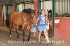 Allevamento degli Assi - I cavalli e i cavalieri