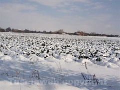 Anche le campagne sotto la neve