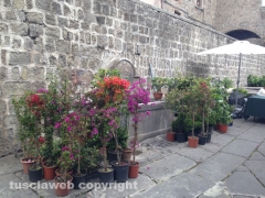 S. Pellegrino in Fiore 2014, l\'allestimento