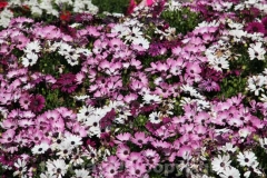 Inaugurato San Pellegrino in fiore