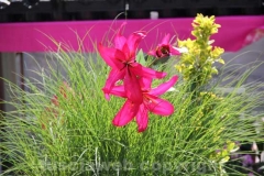 Inaugurato San Pellegrino in fiore
