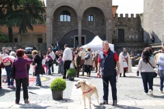 Palazzo papale