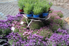 San pellegrino in fiore