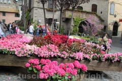 San pellegrino in fiore