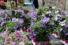 San pellegrino in fiore