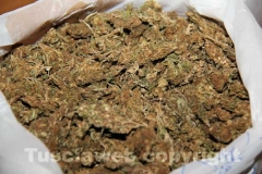 La marijuana sequestrata dalla mobile