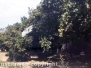 Auto vola su un albero