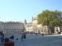 Avignone