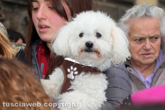 Viterbo - Basilica della Quercia - La benedizione degli animali