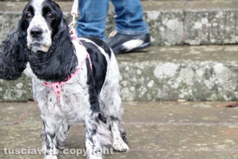Viterbo - Basilica della Quercia - La benedizione degli animali