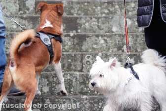 Viterbo - Basilica della Quercia - La benedizione degli animali