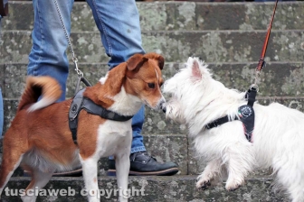 Viterbo - Basilica della Quercia - La benedizione degli animali