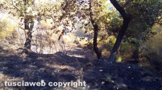 Bosco in fiamme in strada Roncone