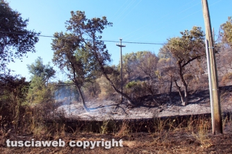 Bosco in fiamme in strada Roncone