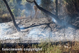Bosco in fiamme in strada Roncone