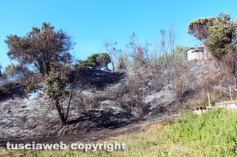 Bosco in fiamme in strada Roncone