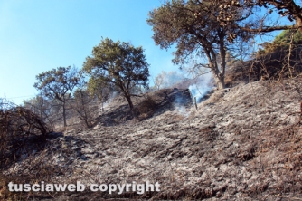 Bosco in fiamme in strada Roncone