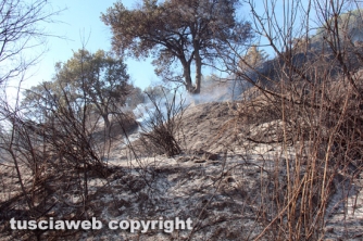 Bosco in fiamme in strada Roncone