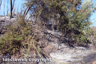 Bosco in fiamme in strada Roncone