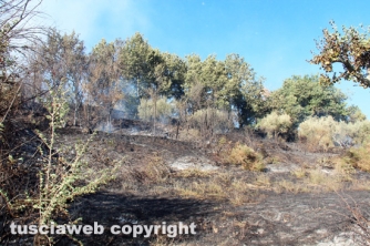 Bosco in fiamme in strada Roncone
