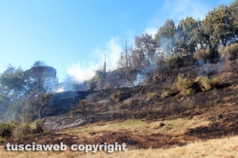 Bosco in fiamme in strada Roncone