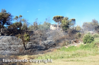 Bosco in fiamme in strada Roncone
