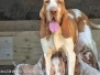 Bracco italiano