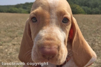 I cuccioli di bracco italiano