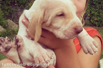 I cuccioli di bracco italiano